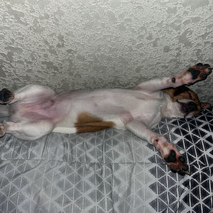 Meet your Posher, Henry